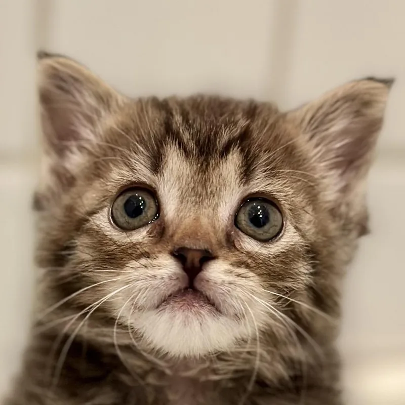 A baby small-sized female Domestic Short Hair cat named Hamachi for adoption in Los Angeles, CA