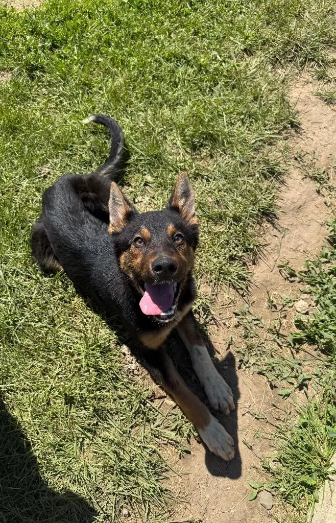 A baby medium-sized male German Shepherd Dog dog named Clark for adoption in Lagrange, IN