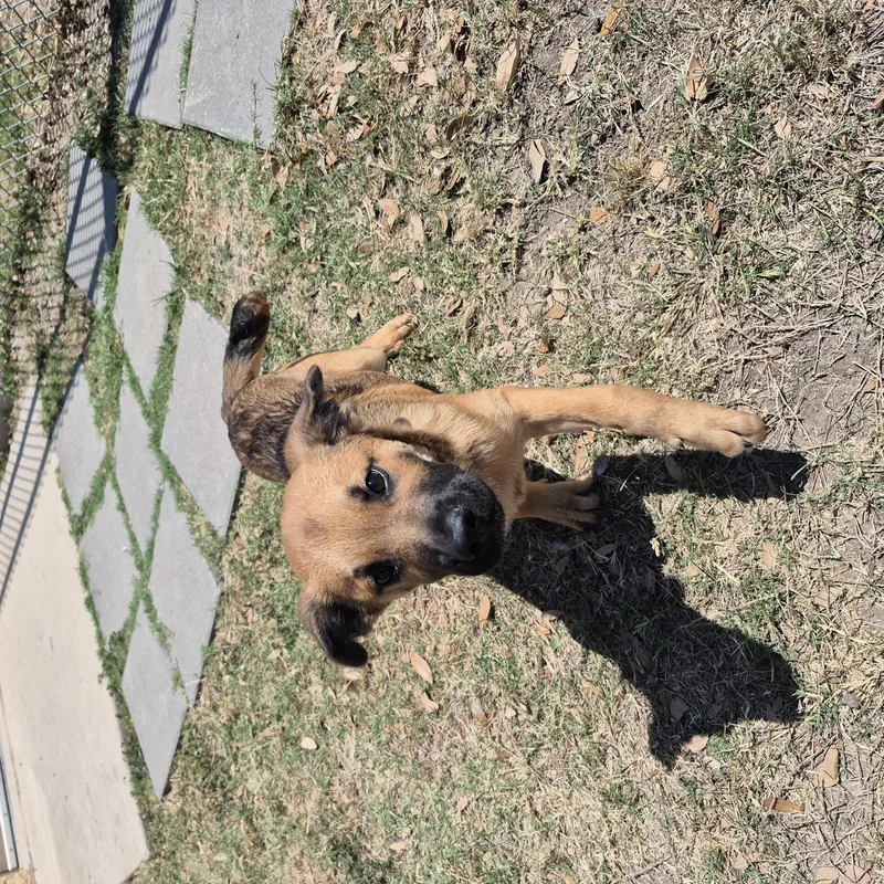 Nighthawk thumbnail 2