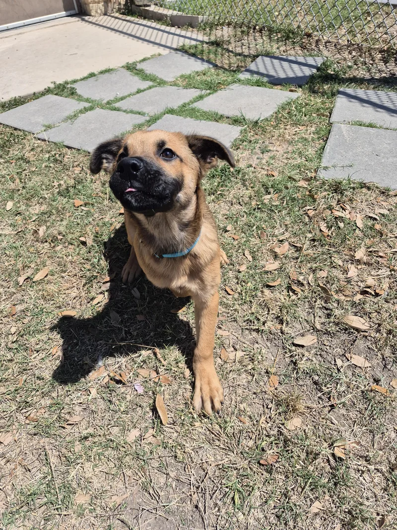 Nighthawk thumbnail 4