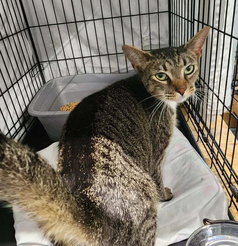 An adult medium-sized female Domestic Short Hair cat named Meow Meow for adoption in Crossville, TN