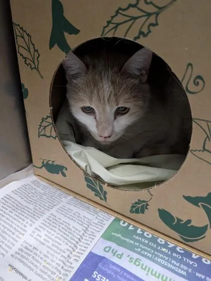 An adult small-sized female Domestic Short Hair cat named Albus for adoption in West Chester, PA