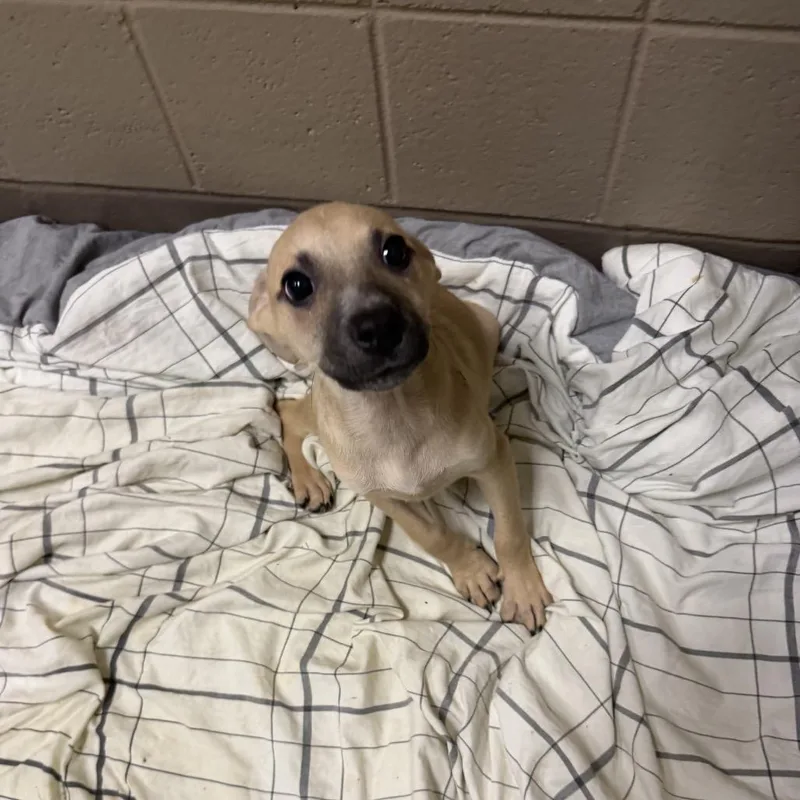 A baby medium-sized female Shepherd dog named Heidi for adoption in Baton Rouge, LA
