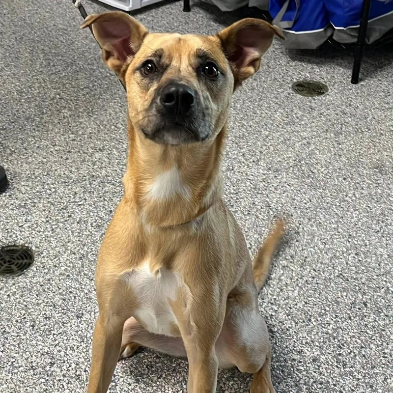 A young medium-sized female Brown / Chocolate Mixed Breed dog named Daphne for adoption in Bentonville, AR