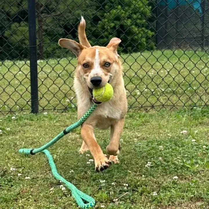 Pedro