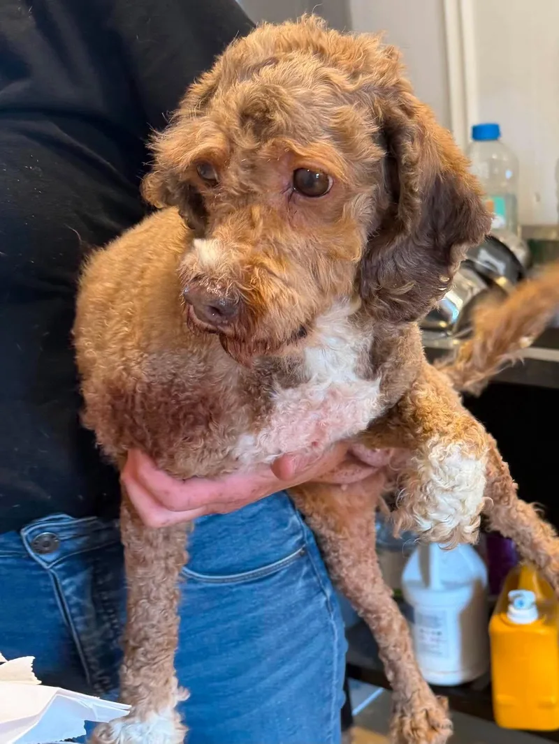 An adult small-sized female Cockapoo dog named Yara for adoption in Havertown, PA