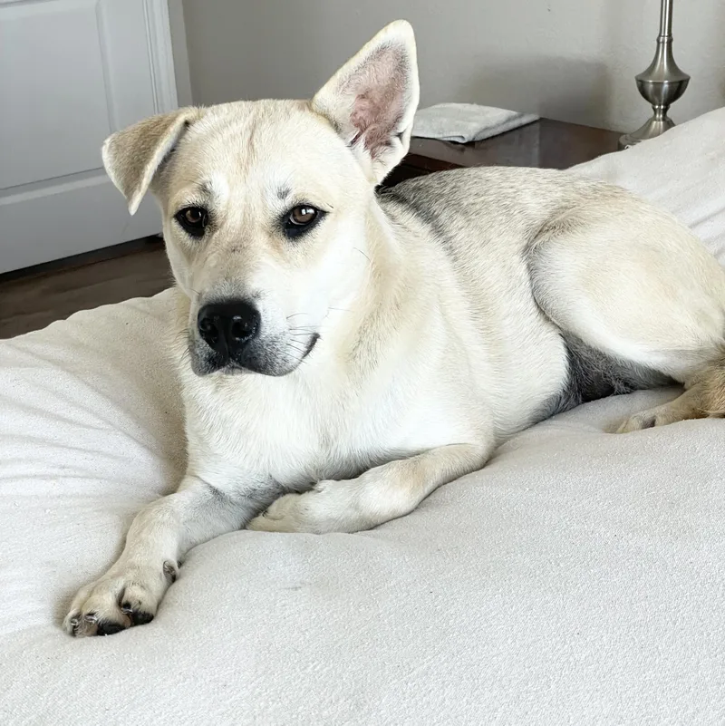 A young large-sized female Labrador Retriever dog named Perfect Sunny for adoption in Burlington, NC