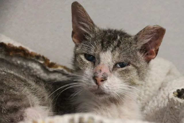 A young small-sized male Domestic Short Hair cat named Mahi Mahi for adoption in Tucson, AZ