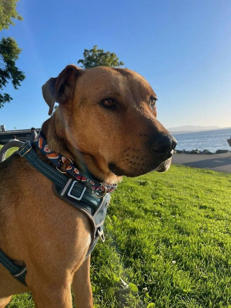 An adult large-sized male Mixed Breed dog named Ciggy for adoption in Bellingham, WA