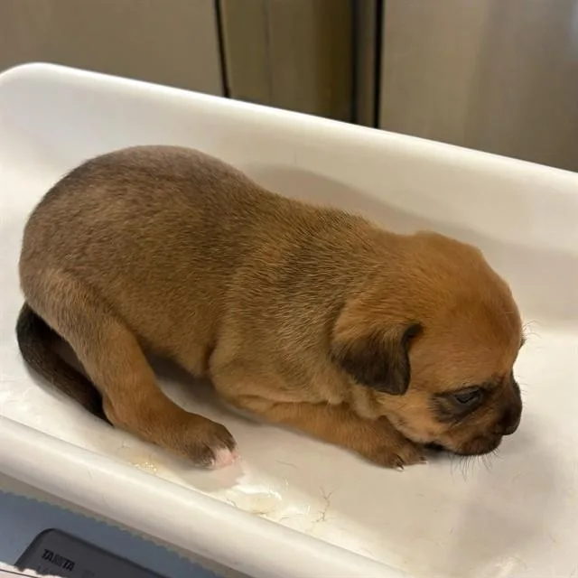 A baby small-sized male German Shepherd Dog dog named Apollo for adoption in Riverside, CA