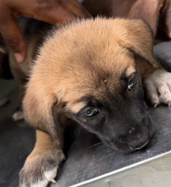 A baby large-sized female Mixed Breed dog named Lilly for adoption in Dallas, TX