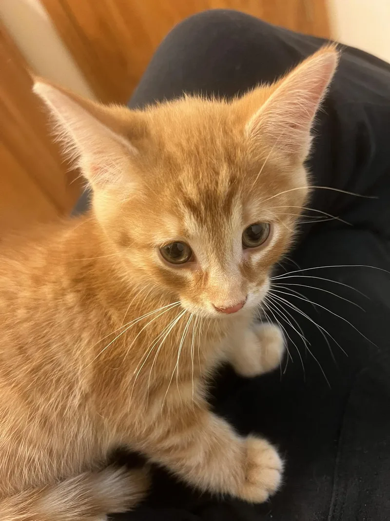 A baby medium-sized male Tabby (Orange / Red) Domestic Short Hair cat named Papaya for adoption in Findlay, OH
