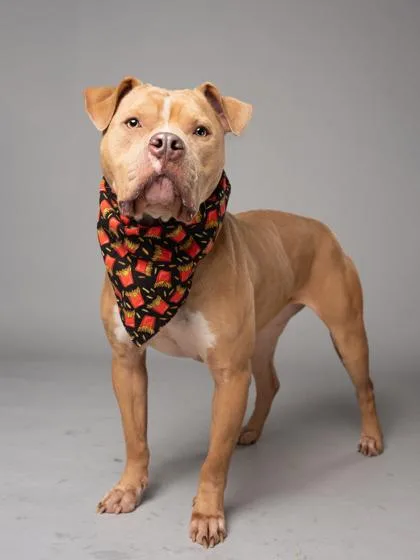 An adult large-sized female Pit Bull Terrier dog named Wanda for adoption in Atlanta, GA
