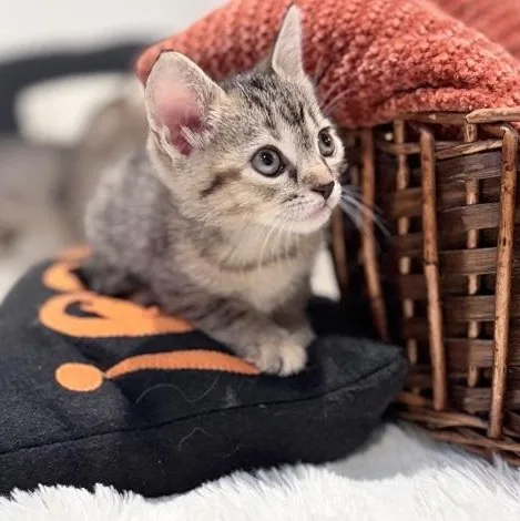 A baby medium-sized female Tabby cat named Moon for adoption in Columbia, SC