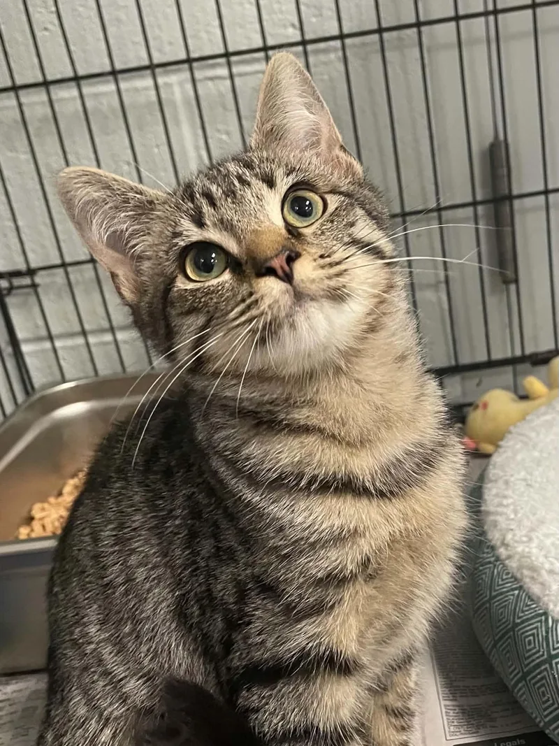 A young medium-sized female Domestic Short Hair cat named Vega for adoption in Covington, VA
