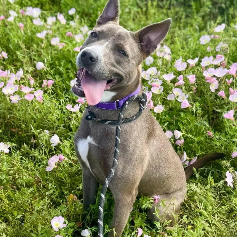 An adult medium-sized female Gray / Blue / Silver Pit Bull Terrier dog named Diver for adoption in Dickinson, TX
