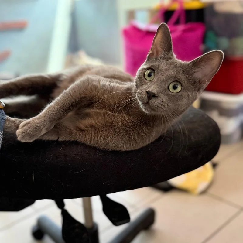 A young small-sized female Gray / Blue / Silver Domestic Short Hair cat named Squishy for adoption in Long Beach, CA