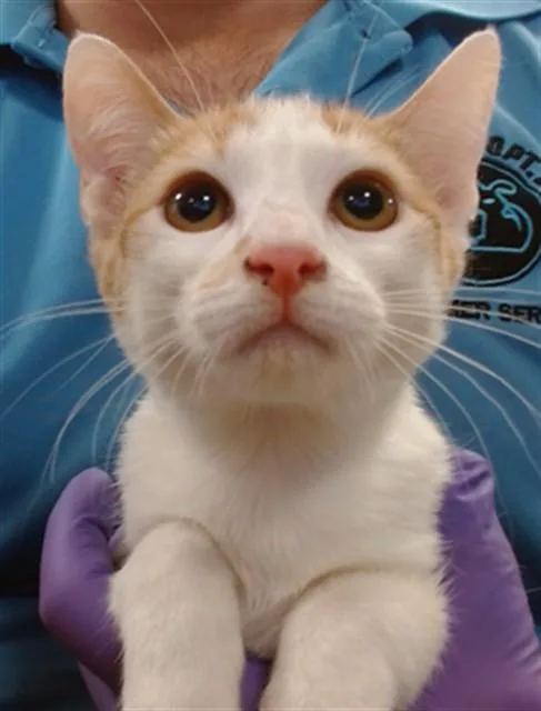 A baby small-sized female Domestic Short Hair cat named Phoebe for adoption in Miami, FL