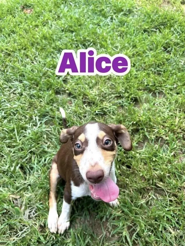 A baby medium-sized female Brown / Chocolate Beagle dog named Alice for adoption in Watertown, CT