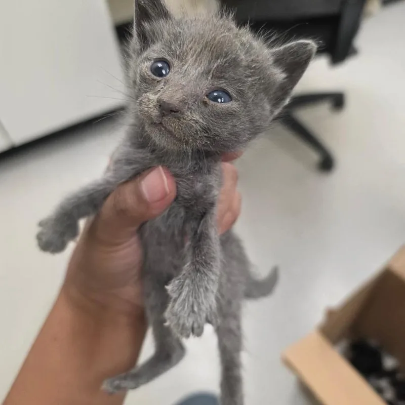 A baby small-sized female Gray / Blue / Silver Domestic Short Hair cat named Thistle for adoption in Bastrop, TX
