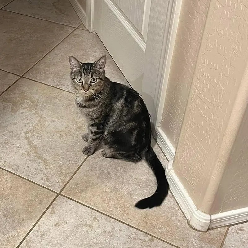 A young medium-sized female Tabby (Brown / Chocolate) Domestic Short Hair cat named Sally for adoption in Queen Creek, AZ