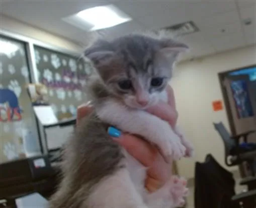 A baby small-sized female Domestic Short Hair cat named Endora for adoption in Louisville, KY