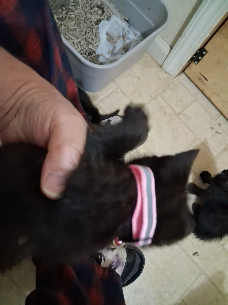 A baby medium-sized female Black Domestic Short Hair cat named Fancy for adoption in Omaha, NE