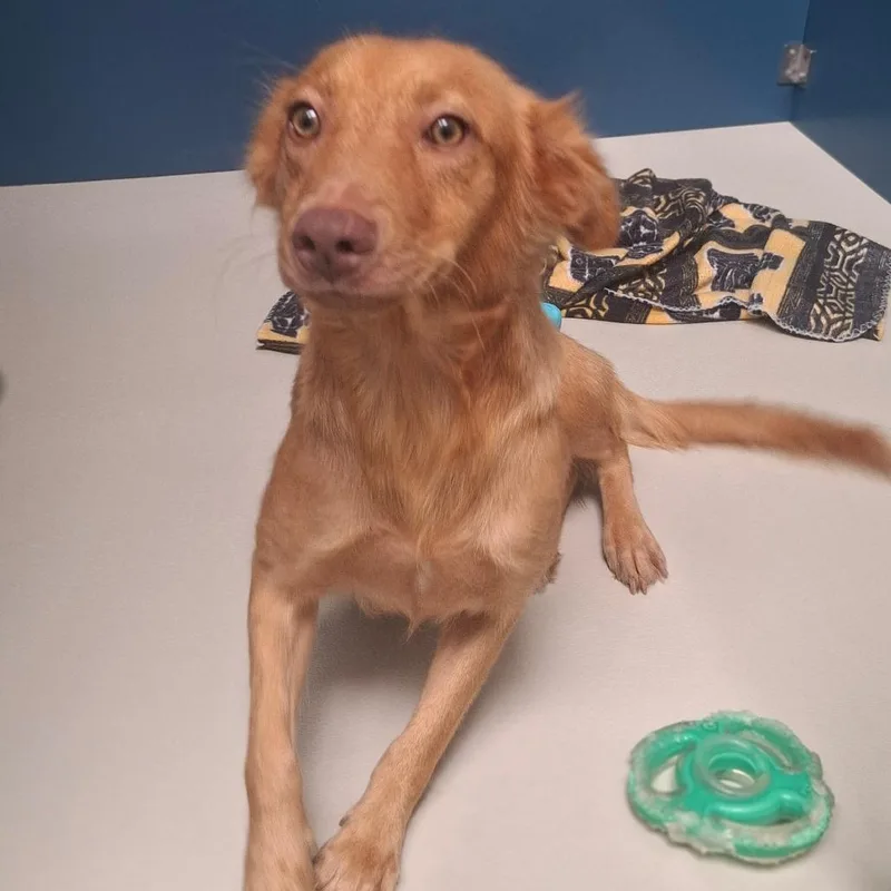 An adult medium-sized female Retriever dog named Iggy for adoption in Corpus Christi, TX