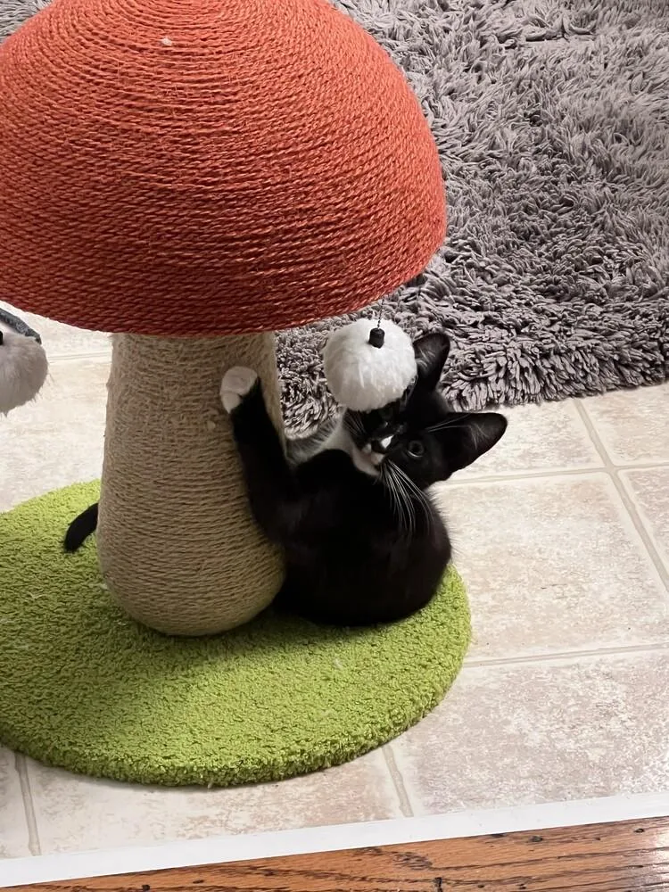 A baby small-sized male Black & White / Tuxedo Domestic Short Hair cat named Sprocket for adoption in Aurora, CO
