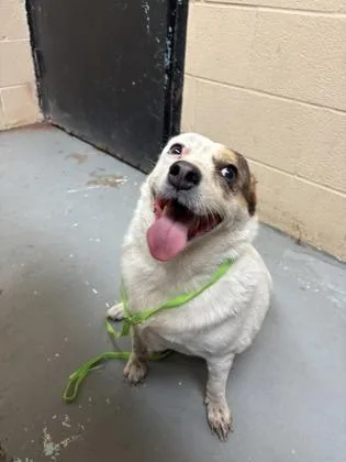 An adult medium-sized female Chihuahua dog named Lola for adoption in Harlingen, TX