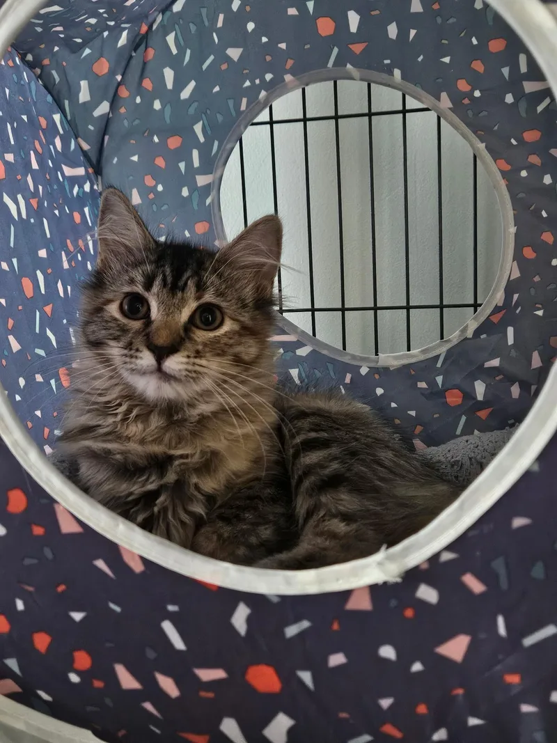 A baby medium-sized female Domestic Short Hair cat named Sophie for adoption in Suffolk, VA