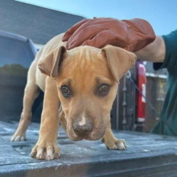 A baby small-sized female Yellow / Tan / Blond / Fawn Mixed Breed dog named Nebula for adoption in Briarcliff Manor, NY
