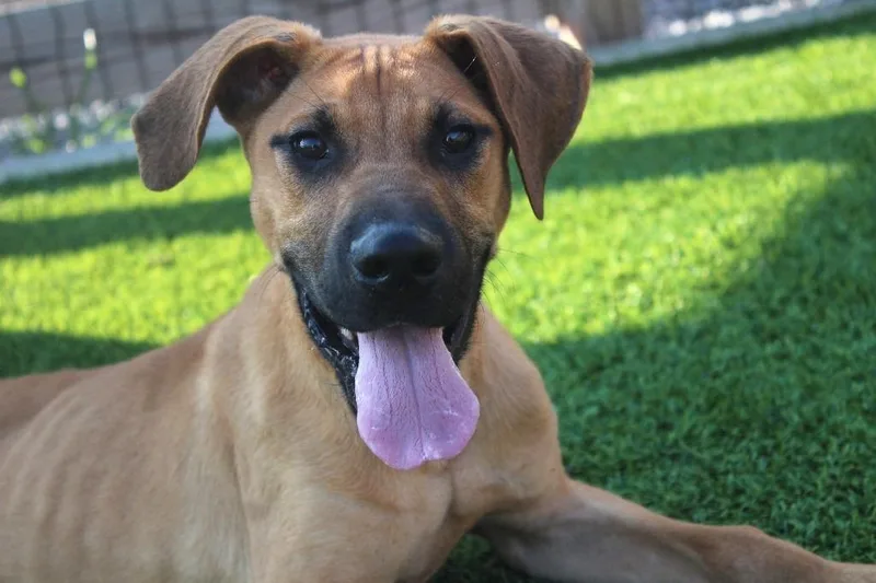 A baby large-sized male Yellow / Tan / Blond / Fawn Labrador Retriever dog named Diego for adoption in Chestertown, MD