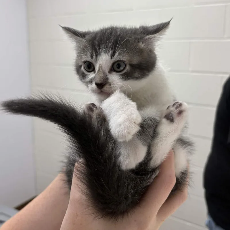 A baby small-sized male Domestic Medium Hair cat named Grimm for adoption in Beaumont, TX