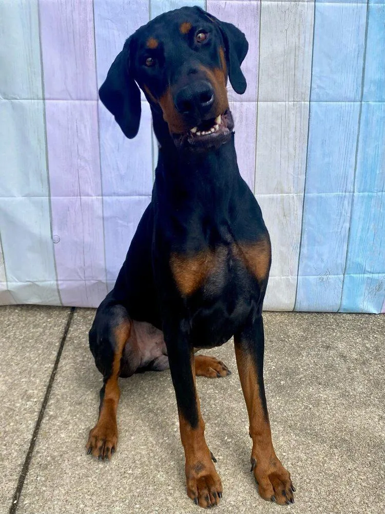 A young large-sized male Brown / Chocolate Doberman Pinscher dog named Vader for adoption in Milton, DE