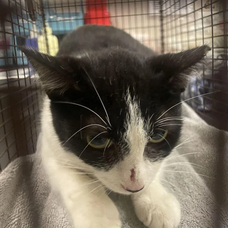 A young medium-sized female Black Domestic Short Hair cat named Maribel for adoption in Chicago, IL