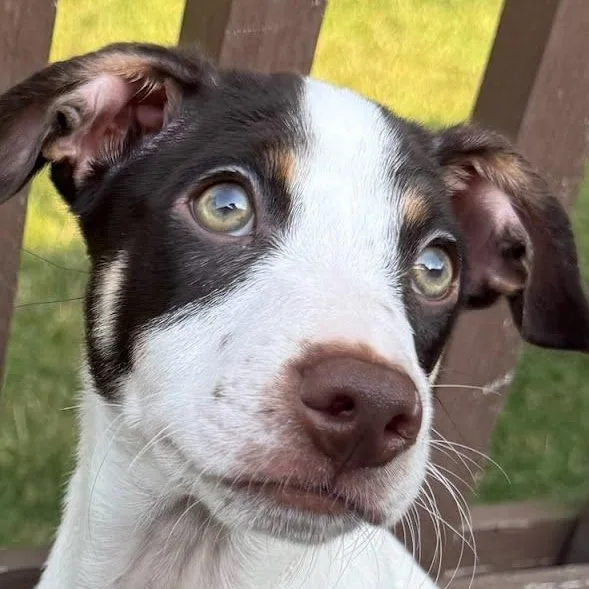 A baby small-sized male Rat Terrier dog named Lightning McQueen for adoption in Fenton, MI
