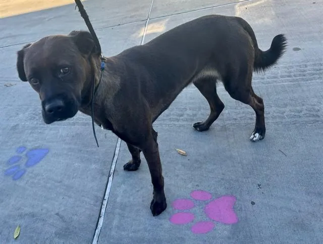 A young large-sized female Labrador Retriever dog named Shadow for adoption in Baldwin Park, CA
