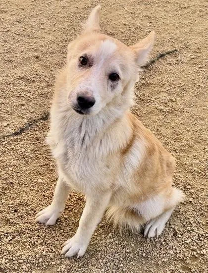 An adult small-sized male Apricot / Beige Mixed Breed dog named Blaine for adoption in Georgetown, TX