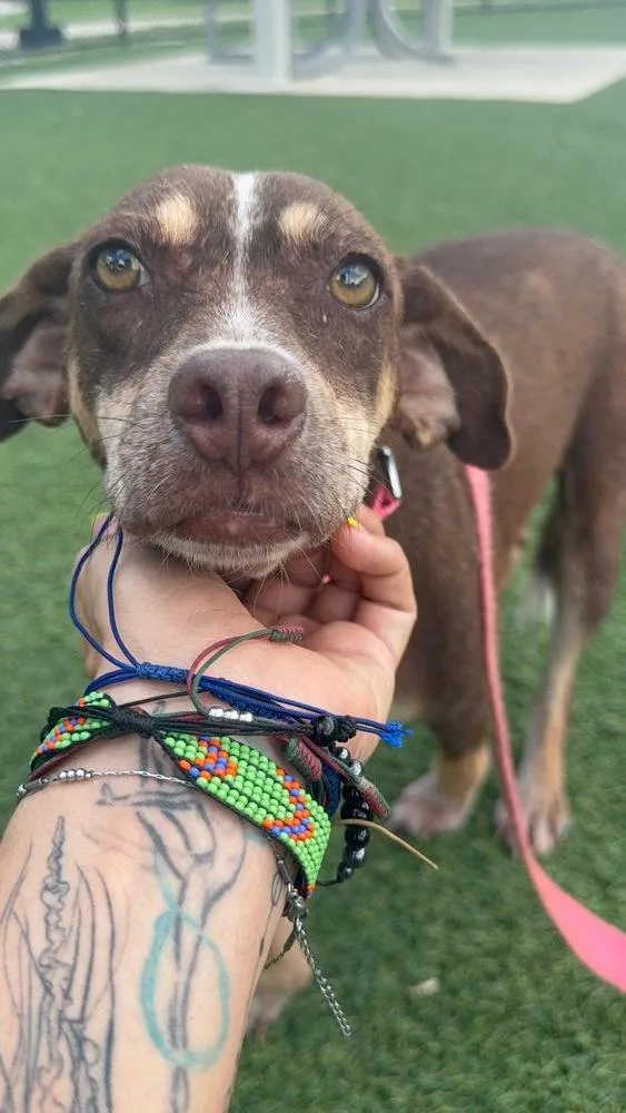 A young medium-sized female Labrador Retriever dog named Aura for adoption in St. Petersburg, FL