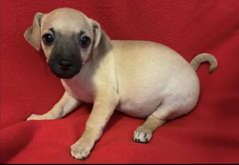 A baby small-sized female Chihuahua dog named Sophie for adoption in La Palma, CA