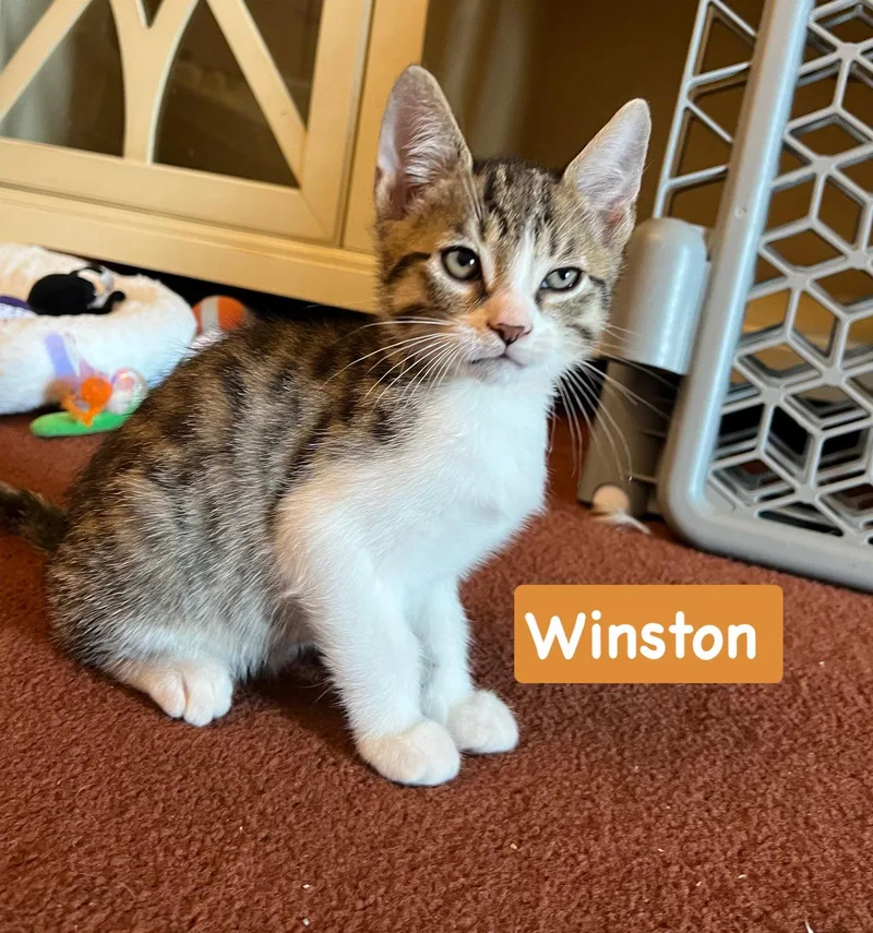 A baby medium-sized male Tabby cat named Winston for adoption in Yardley, PA