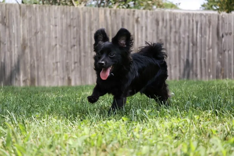 A young small-sized male Black Pomeranian dog named Jet for adoption in New Albany, OH