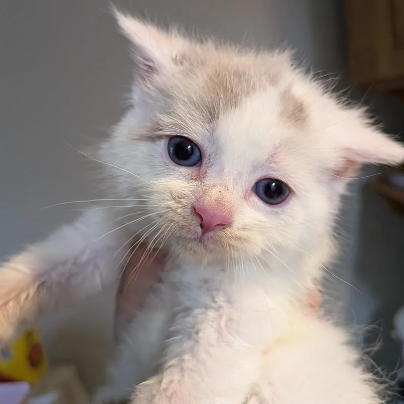 A baby small-sized female White Domestic Short Hair cat named Meringue for adoption in Jeffersonville, IN