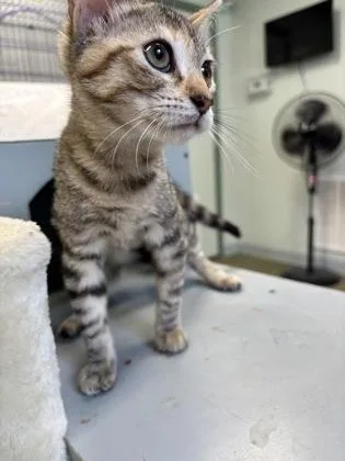 A baby medium-sized female Domestic Short Hair cat named Ginger Snap for adoption in Picayune, MS