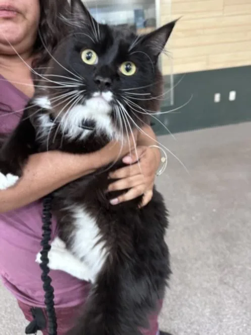 A young large-sized male Domestic Long Hair cat named Botasboots for adoption in Los Angeles, CA