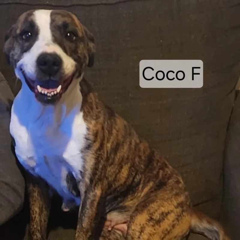 Coco thumbnail 2