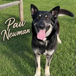 Paw Newman