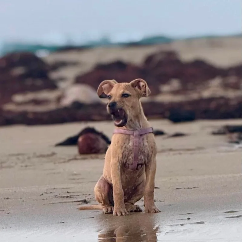 A baby medium-sized female Mixed Breed dog named Joon for adoption in ISABELA, PR