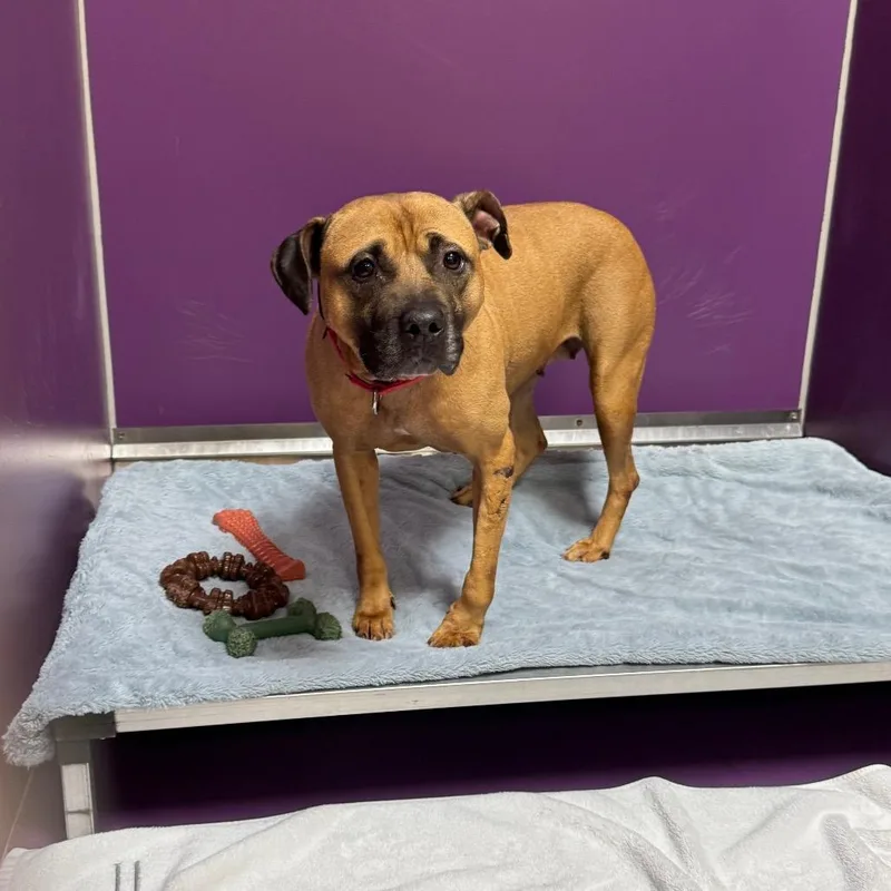 An adult medium-sized female Brown / Chocolate Mixed Breed dog named Blush for adoption in Titusville, FL